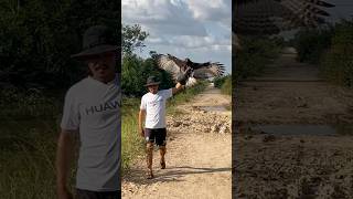 Beautiful of Hawk Eagle training 🦅shortvideo eagle subscribe shorts shortsfeed like live [upl. by Silrak]