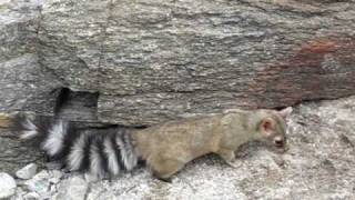 Ringtail Cat in AZ  Best Footage [upl. by Ethelred]