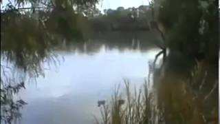 huge Catfish eats squeaking duck lol [upl. by Ardnekan]