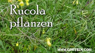 Rucola selbst pflanzen  Tipps für die Aussaat am Balkon und im Garten [upl. by Cirdek]