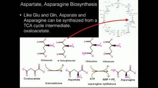 Aspartate Asparagine Biosynthesis [upl. by Laurie801]