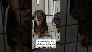 His silent whinging 🤭 dog doggieshorts dog dachshund orginalsound doggo smalldog [upl. by Yderf838]