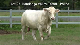 Lot 27 CHAROLAIS  Kandanga Valley Tatsoi  Polled  Herd Bull  Sells December 7th 2024 [upl. by Akimal]