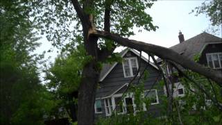 Tree blown over by wind [upl. by Middlesworth880]