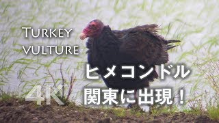 野鳥撮影・ 珍鳥・ヒメコンドル、アメリカの鳥が関東の田んぼに出現！野鳥動画 [upl. by Ingrim]