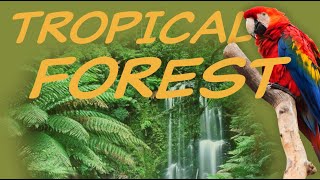 Explore the TROPICAL FOREST Biome 🦜 Nature Ecology amp Environment [upl. by Maureene165]