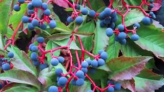 Parthenocissus quinquefolia or Virginia creeper [upl. by Illom27]