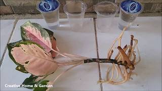 How to Propagate Aglaonema in Water  Aglaonema Propagation in Water  Pink Aglaonema Propagation [upl. by Salokkin]