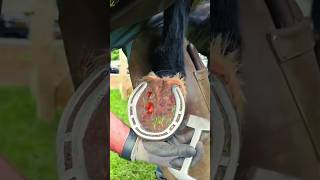 This guy cleaned the horses feet 😍 trending horse shortvideo [upl. by Rogerg]