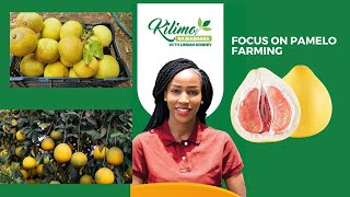 Focus On Pamelo Farming  Kilimo na Biashara [upl. by Otilopih]