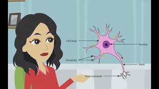 Die Struktur und Funktion von Neuronen Die Unterteilungen des Nervensystems [upl. by Aled]