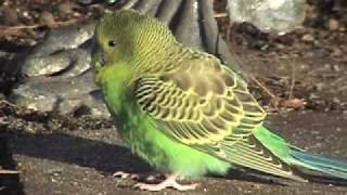 Wild Parakeet in Backyard [upl. by Apicella]