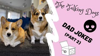 Corgis are annoyed by bad dad jokes  Hammy and Olivia [upl. by Nerine734]