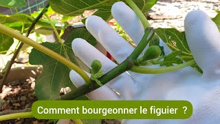 Comment accélérer la fructification du figuier unifère et bifère  2023 [upl. by Carroll]