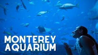 The Monterey Bay Aquarium in Monterey California [upl. by Sheryl]