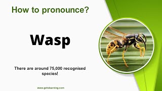 How to pronounce Wasp in English correctly [upl. by Surovy]