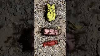 Feeding ants a peep candy a wiener and a Swedish fish ants insects candy tastetest [upl. by Eclud]