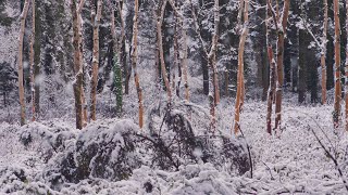 Snowy Trees Background No Sound — 4K UHD Relaxing Gentle Calming Snowy Winter Forest [upl. by Subak]