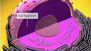 Nucleoplasm [upl. by Enirehtac]