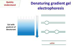 Denaturing gradient gel electrophoresis [upl. by Ahkihs]