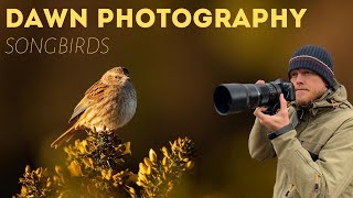 Bird Photography at Sunrise  Songbirds in Scrub Habitat  Olympus EM1 ii 300mm f4 [upl. by Tallia]