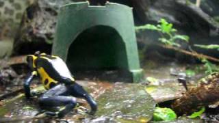 Dendrobates Tinctorius Feeding [upl. by Mersey]