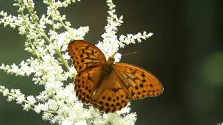 Sagana Fritillary Butterfly Visits False Goats Beard Flowers for Nectar [upl. by Cullen]