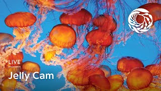 Live Jelly Cam  Monterey Bay Aquarium [upl. by Adhern]