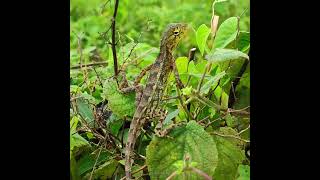 Indian garden lizard Reptile [upl. by Marbut84]