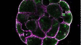 Blastocoel formation [upl. by Storfer]
