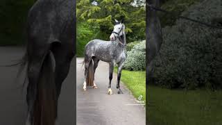 The Most Beautiful Dapple Grey horse Ever 🐴😱🤩 [upl. by Oirramaj701]