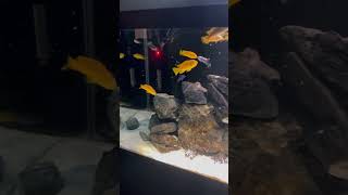 FEEDING FRENZY IN THE MBUNA CICHLID TANK [upl. by Thaine]