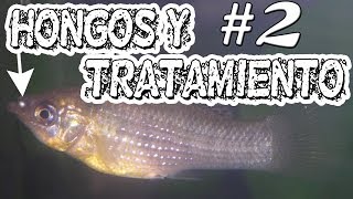 HONGOS DE PECES EN ACUARIOS PROCESO DEL TRATAMIENTO PARTE 2 [upl. by Salina]