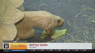 The Sacramento Reptile Show [upl. by Gustavus863]