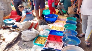 Recent week galiff street fish market vlog  galiff street new video  16062024 part 2 India [upl. by Coplin]