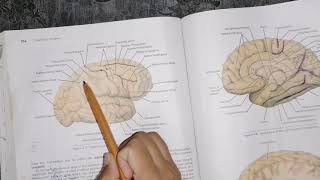 Cerebrum cerebral hemispheres part 1 neuroanatomy lobes and Main sulcus of cerebral hemisphere [upl. by Staffan706]