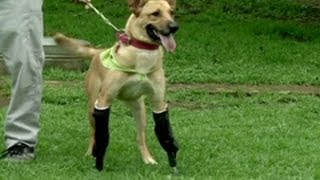 Anjing Meksiko Dapatkan Kaki Palsu [upl. by Elaval]