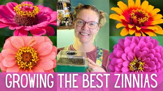 5 Tips For The BEST Zinnias 🌺  The Easiest amp Most Vibrant Cut Flowers  Cut Flower Garden [upl. by Fennie]