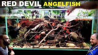 Red Devil Angelfish Aquarium EPIC 4ft Aquascape Tutorial [upl. by Ancelin460]