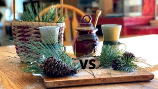 Pine Needle Tea  Lodgepole Pine vs Ponderosa Pine [upl. by Nahsez]