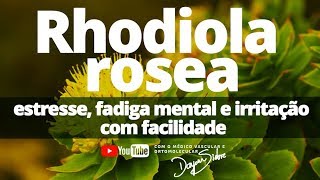 Rhodiola Rosea Estresse fadiga mental e irritação com facilidade  Dr Dayan Siebra [upl. by Halimak]