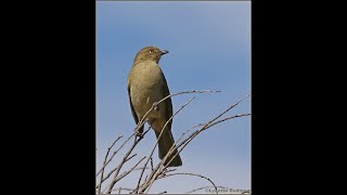 Sombre Greenbul vocalisations [upl. by Adaynek632]