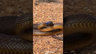 Inland Taipan  The Worlds Deadliest Snake [upl. by Trellas]