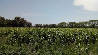 Agroecología en un cultivo de maíz en Tehuantepec Oaxaca [upl. by Etti]