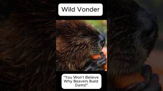 Why Do Beavers Build Dams 🦫Wild Vonder shorts beavers facts interestingfacts why whynot [upl. by Aruasor]