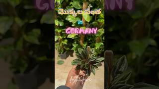 Pflanzen in Germany plants garden trending viralvideo berlin germany relaxing nature europe [upl. by Kcub]