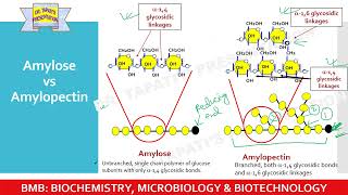 StarchConverting Enzymes  Industrial Application of Enzymes in Starch Industry  Enzyme 41 [upl. by Esiralc]