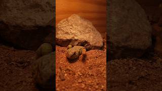 Uromastyx Burrow lizard uromastyx petlizard reptiles funny [upl. by Anelis]