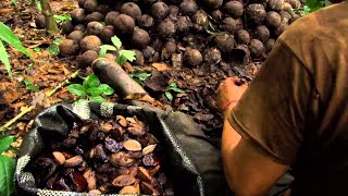 Millions of Brazil Nuts Harvesting in Amazon Forest  Amazon Nuts processing in Factory [upl. by Azriel]