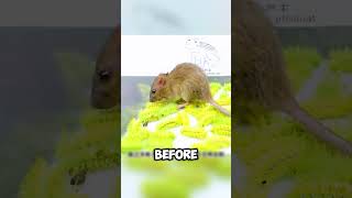 The Unluckiest Mouse Fainted in a Jar of Wasp Larvae shorts viralvideo [upl. by Anan]